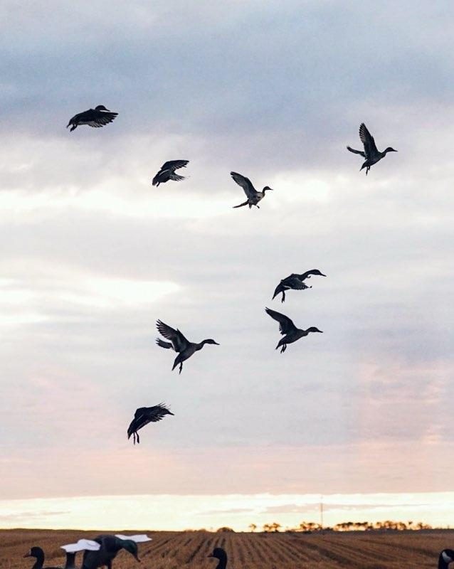 Geese working the decoys over Saskatchewan grain
