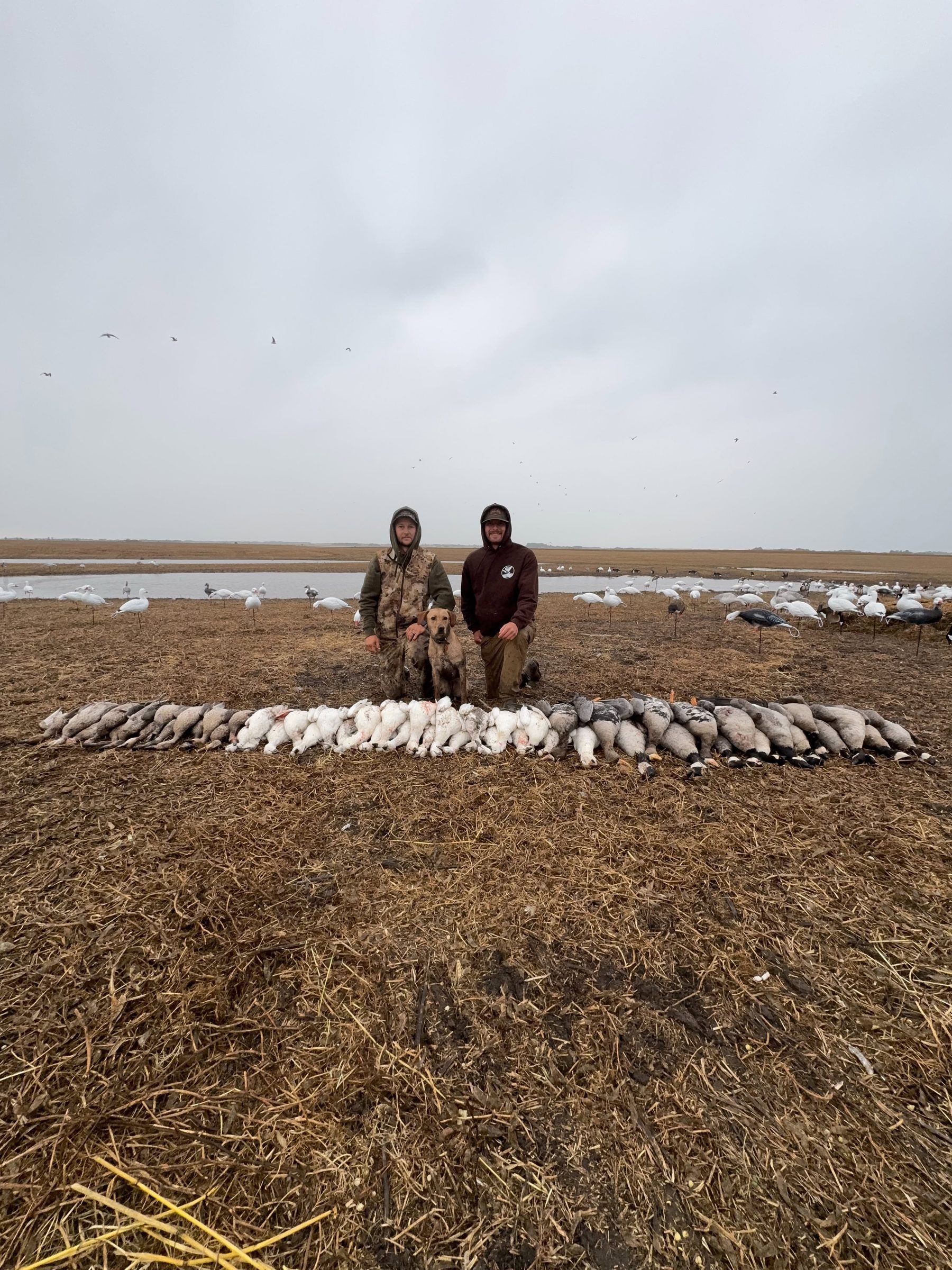 Morning harvest laid out in a Saskatchewan field